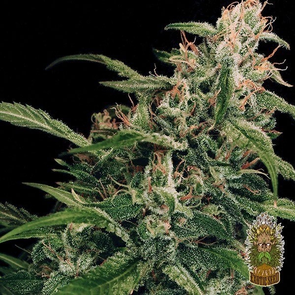 Voir Spicy Bitch Régulière Plante de marijuana