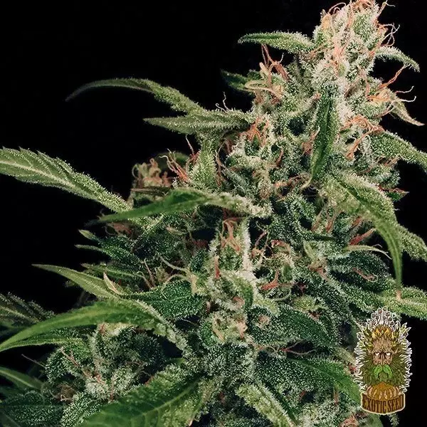 Voir Spicy Bitch Régulière Plante de marijuana