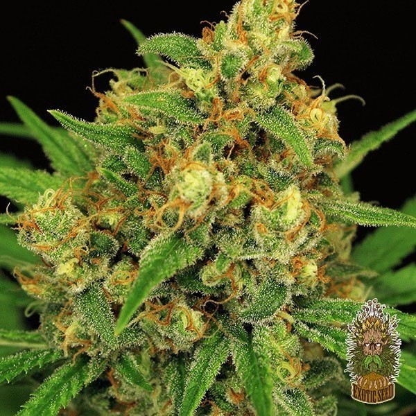 Voir Mandarine Kush Régulière Plante de marijuana