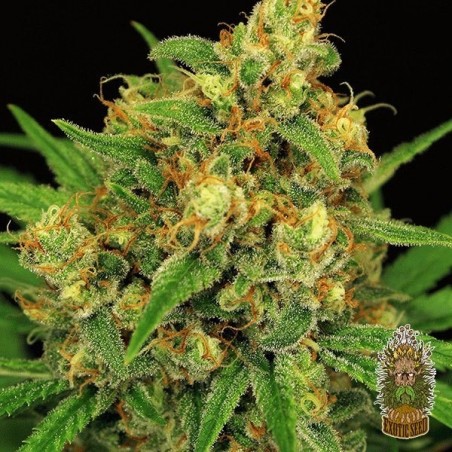 Mandarine Kush Régulière Plante de marijuana