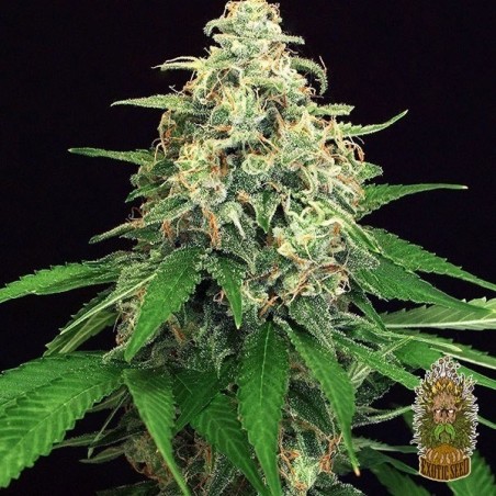 Mango Cream Régulière Plante de marijuana