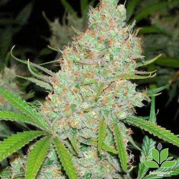 Plante de marijuana C99