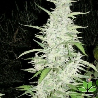 Maroc Plante de marijuana