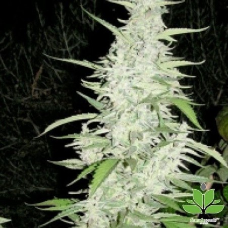 Maroc Plante de marijuana