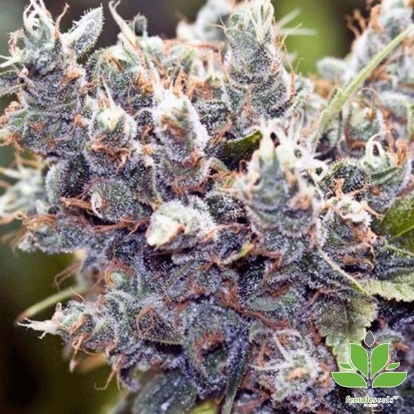 Voir Plante de cannabis Bubblegummer