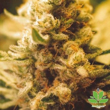 Plante de marijuana Lemon Kush