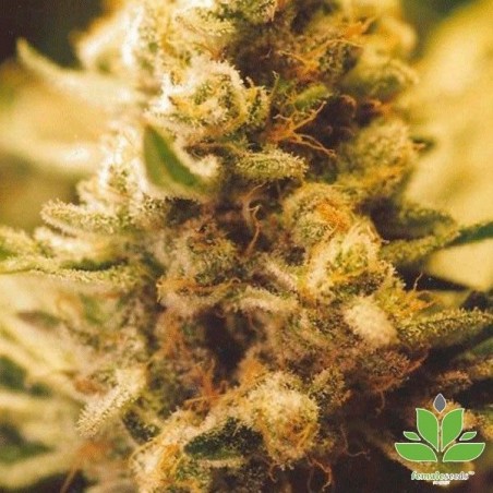 Plante de marijuana Lemon Kush