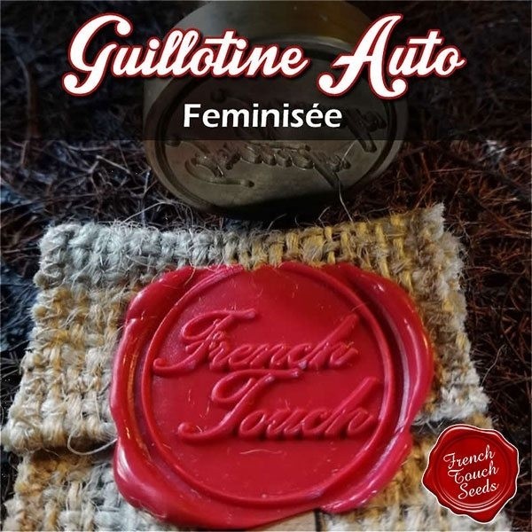 Plante de cannabis Guillotine Auto