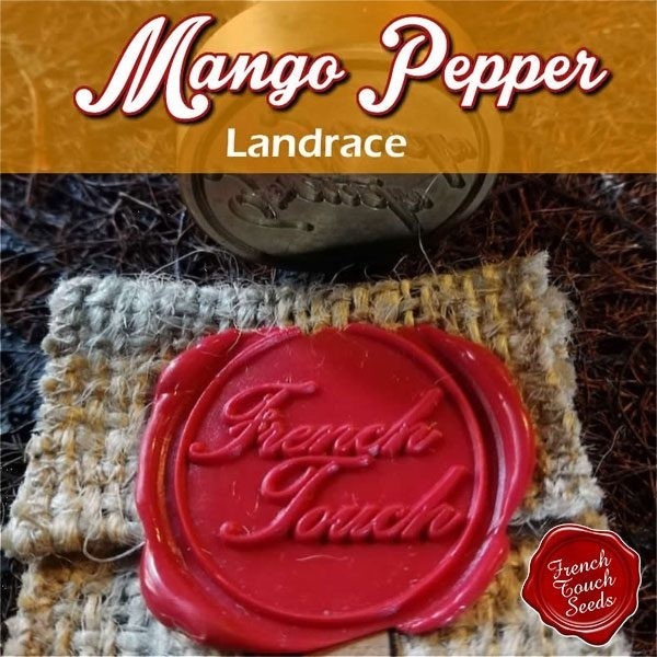 Voir Graines de cannabis Mango Pepper