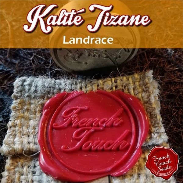 Plante de cannabis K1 aka Kalité Tizane