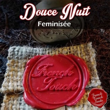 Plante de cannabis Douce Nuit