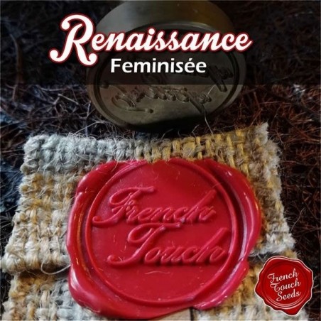 Plante de cannabis Renaissance feminisée
