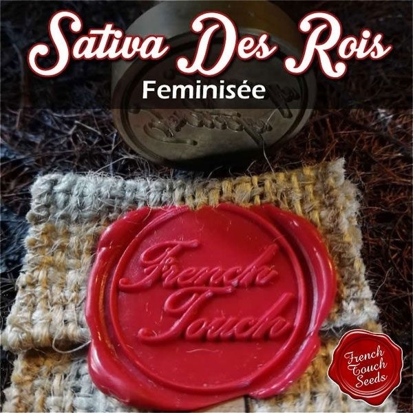 Voir Plante de cannabis Sativa des Rois