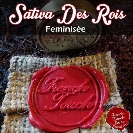 Plante de cannabis Sativa des Rois