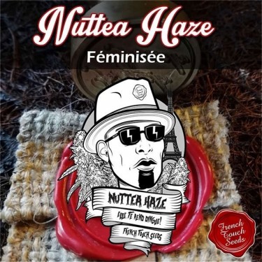 Plante de cannabis Nuttea Haze