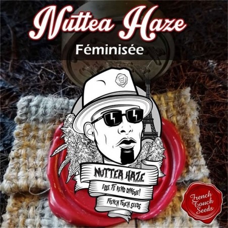 Plante de cannabis Nuttea Haze