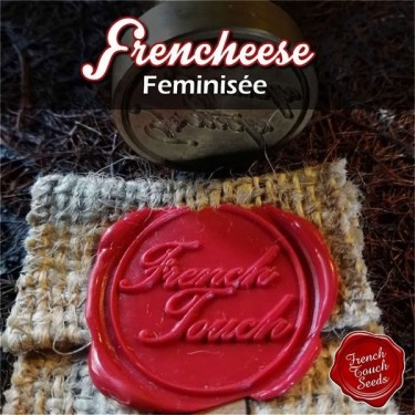 Plante de cannabis Frencheese