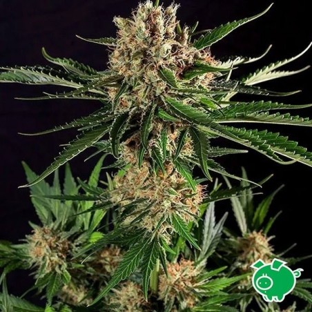 Plante de cannabis Txerri Bilbo Haze