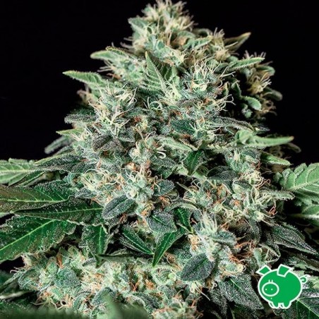 Plante de cannabis Gorila Bilbo