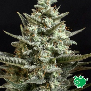 Plante de cannabis Sweet Bilbo