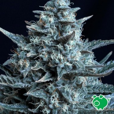 Plante de cannabis Blubonik