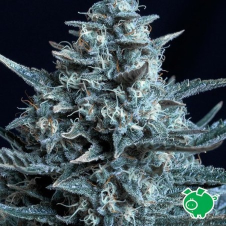 Plante de cannabis Blubonik