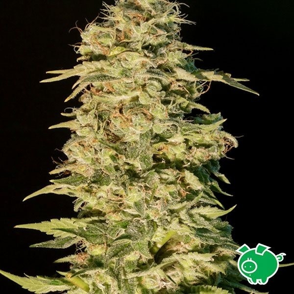 Voir Plante de marijuana OG Lemon Bilbo