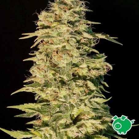 Plante de marijuana OG Lemon Bilbo