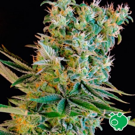 Amnesia Bilbo Plante de cannabis