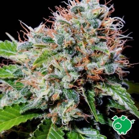 Zuri Widow Plante de cannabis