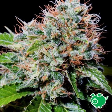 Zuri Widow de Genethik