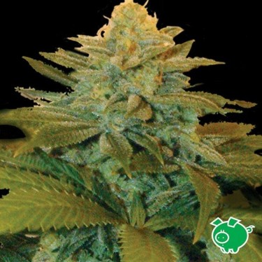 Txees Bilbo Plante de cannabis