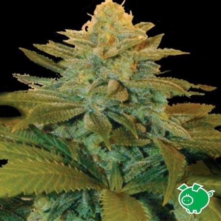 Txees Bilbo Plante de cannabis