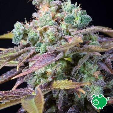 Txomango Plante de cannabis