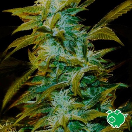Super Silver Bilbo Plante de cannabis