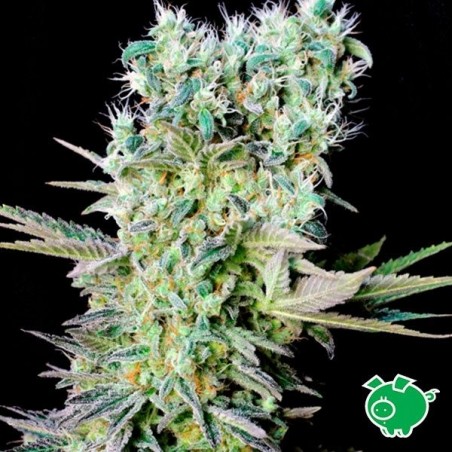 Northern Lights X Plante de cannabis
