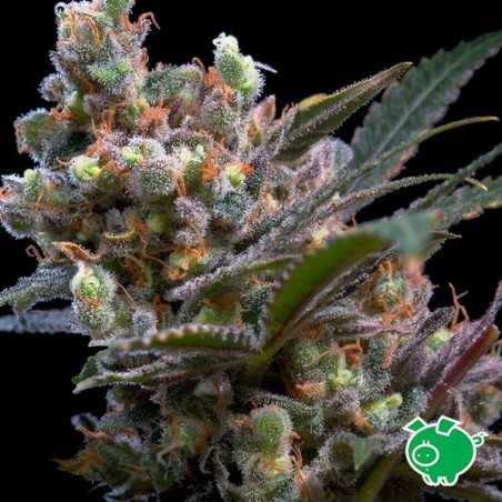 Graine de cannabis Kritikal Bilbo