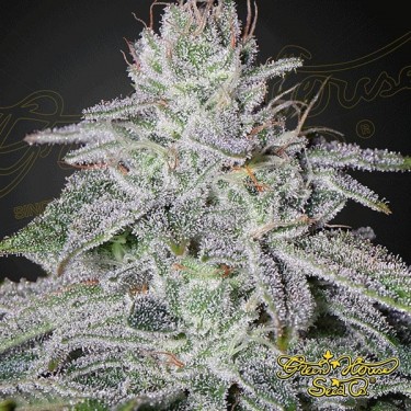 Plante de cannabis Franco's Lemon Cheese