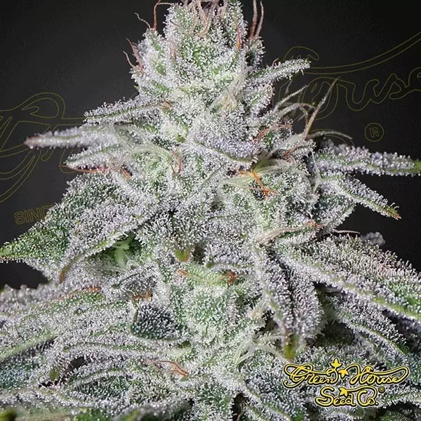 Voir Plante de cannabis Franco's Lemon Cheese