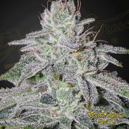 Franco's Lemon Cheese