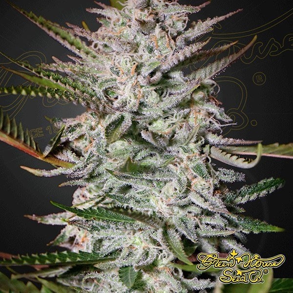 Voir Plante de cannabis Holy Punch