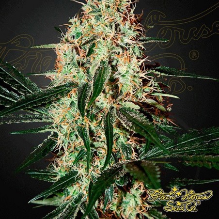 Arjan´s Haze 3