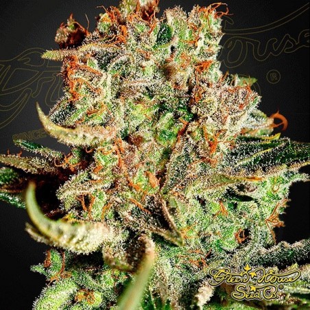 Super Bud Plante de marijuana