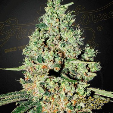 Plante de marijuana Super Critical