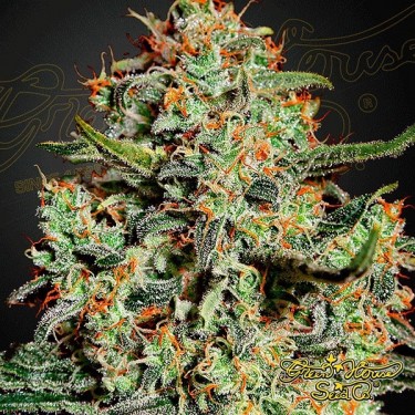 Big Bang Plante de cannabis