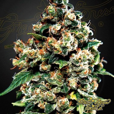 Plante de marijuana Jack Herer