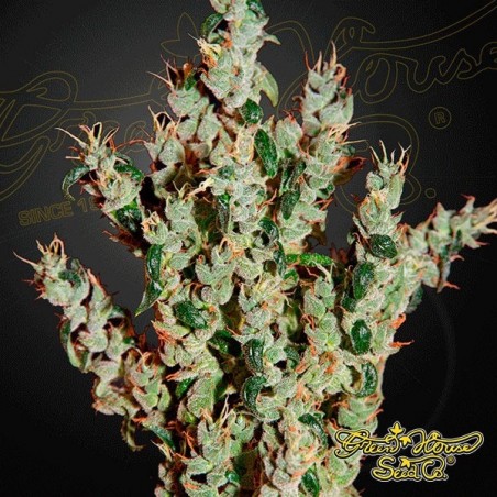 NL5 Haze Mist