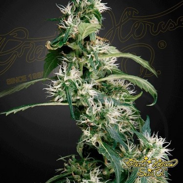 Arjan´s Ultra Haze 2