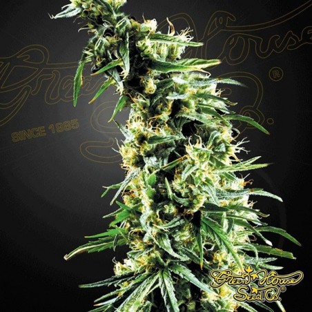 Hawaiian Snow