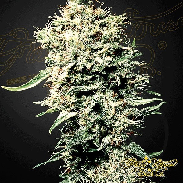 Voir Plante de marijuana White Rhino